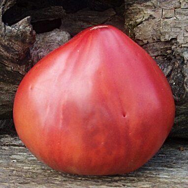 Dzirkstoša purpura uguntiņa